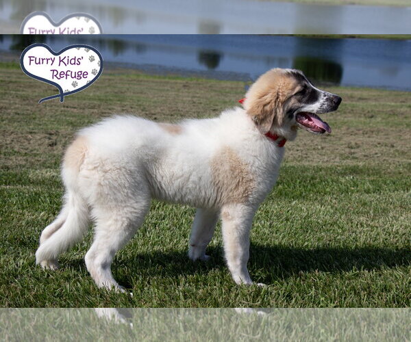 Medium Photo #4 Anatolian Pyrenees Puppy For Sale in Lee's Summit, MO, USA