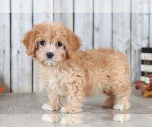 Cavapoo Puppy for sale in MOUNT VERNON, OH, USA