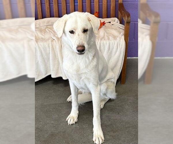 Medium Photo #3 Labrador Retriever-Unknown Mix Puppy For Sale in Genesee, WI, USA