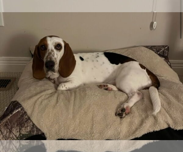 Medium Photo #7 Basset Hound Puppy For Sale in Brookville, OH, USA