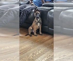Belgian Malinois Litter for sale in DETROIT, MI, USA