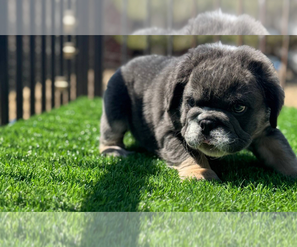 Medium Photo #48 English Bulldog Puppy For Sale in SALT LAKE CITY, UT, USA