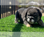 Small #47 English Bulldog