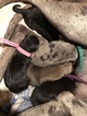 Small Photo #15 Great Dane Puppy For Sale in WARRENSBURG, MO, USA