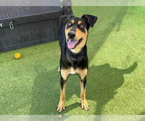 Doberman Pinscher-Unknown Mix Dogs for adoption in Orange, CA, USA