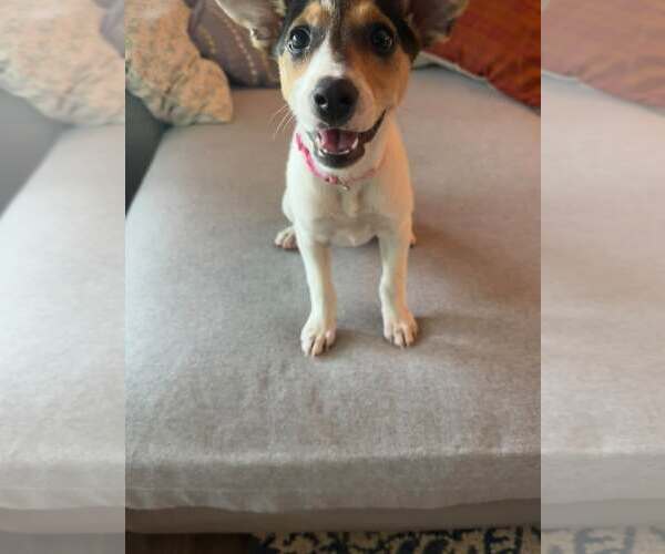 Medium Photo #13 American Pit Bull Terrier-Jack Russell Terrier Mix Puppy For Sale in Oakhurst, NJ, USA