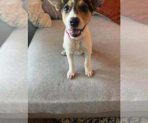Jackie- JRT/pittie puppies - Female American Pit Bull Terrier-Jack Russell Terrier Mix Dog for Adoption - Photo #13
