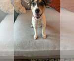 Small Photo #13 American Pit Bull Terrier-Jack Russell Terrier Mix Puppy For Sale in Oakhurst, NJ, USA