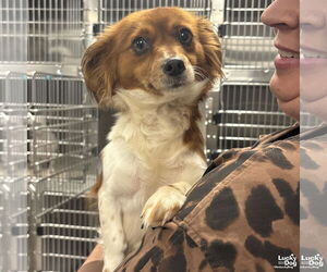 Pomeranian-Unknown Mix Dogs for adoption in Washington, DC, USA