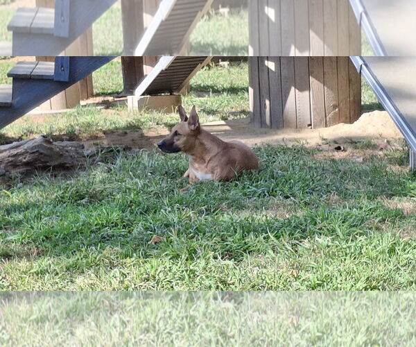 Medium Photo #25 Black Mouth Cur-Unknown Mix Puppy For Sale in Sebec, ME, USA