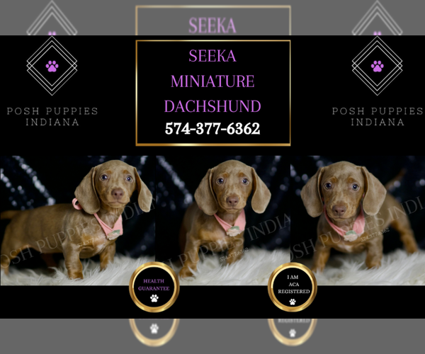 Medium Photo #1 Dachshund Puppy For Sale in WARSAW, IN, USA
