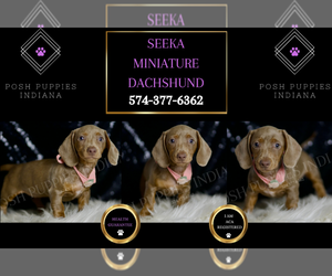Dachshund Puppy for sale in WARSAW, IN, USA