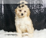 Small #5 Poodle (Miniature)
