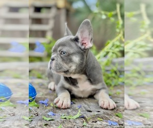 French Bulldog Puppy for sale in SAINT JOHNS, FL, USA