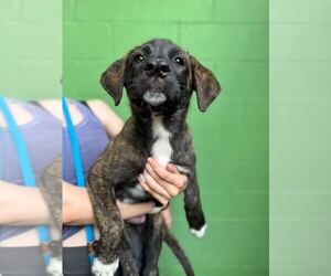 Great Pyrenees-Unknown Mix Dogs for adoption in Elmsford, NY, USA
