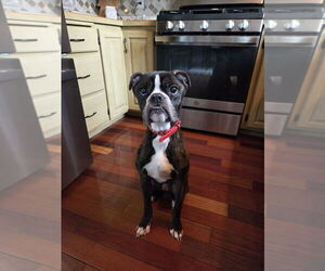 Boxer-Unknown Mix Dogs for adoption in Plymouth, MN, USA