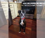 Small Boxer Mix