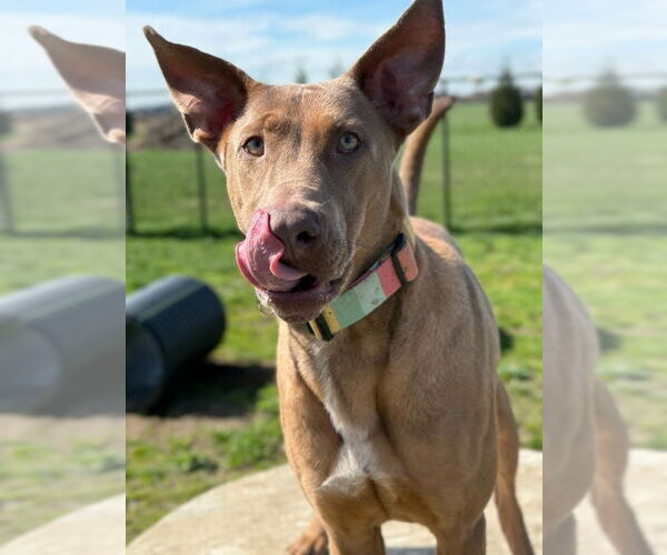 Medium Photo #2 Doberman Pinscher-Unknown Mix Puppy For Sale in Bellingham, WA, USA