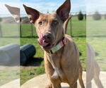 Small #1 Doberman Pinscher Mix