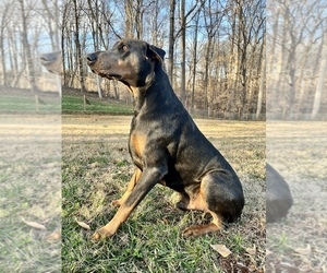 Father of the Doberman Pinscher puppies born on 01/07/2023