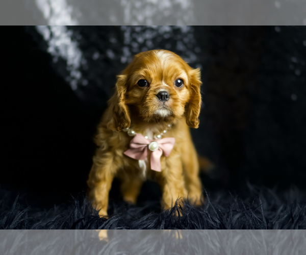 Medium Photo #7 Cavalier King Charles Spaniel Puppy For Sale in WARSAW, IN, USA