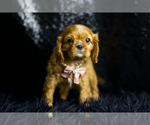 Small Photo #74 Cavalier King Charles Spaniel Puppy For Sale in WARSAW, IN, USA