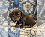 Small Photo #2 Dachshund Puppy For Sale in NEW HOLLAND, PA, USA