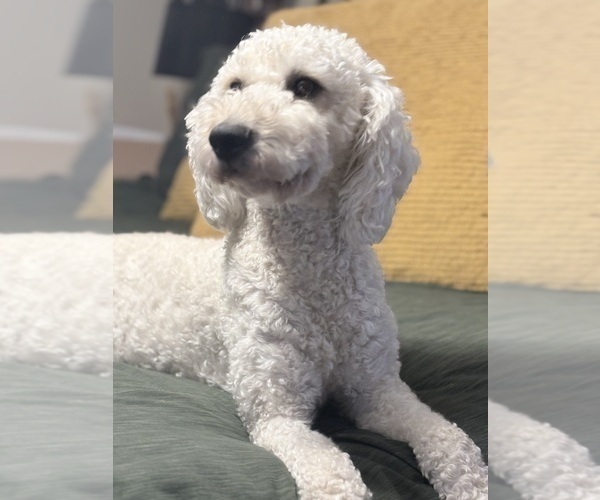 Medium Photo #1 Goldendoodle mix (+ Poodle Standard) Puppy For Sale in MAYNARDVILLE, TN, USA