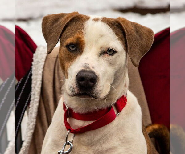 Medium Photo #1 Mutt Puppy For Sale in Canton, CT, USA