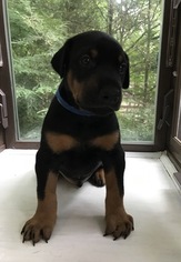 Doberman Pinscher Puppy for sale in BENSALEM, PA, USA