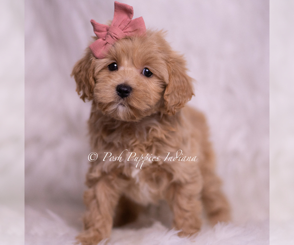Medium Photo #77 Maltipoo (Miniature) Puppy For Sale in WARSAW, IN, USA