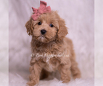 Small Photo #77 Maltipoo (Miniature) Puppy For Sale in WARSAW, IN, USA