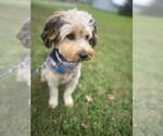 Small #2 Mutt