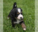 Small #5 Bernedoodle