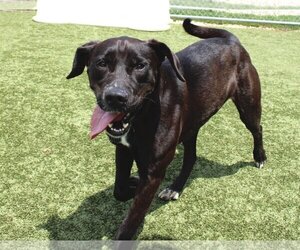 Labrador Retriever-Unknown Mix Dogs for adoption in Godfrey, IL, USA