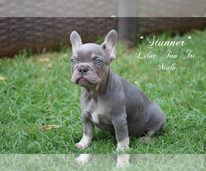 French Bulldog Puppy for sale in CHANDLER, AZ, USA