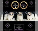 Small #1 Pomeranian