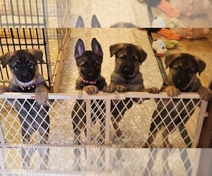 Malinois Puppy for sale in PANAMA CITY, FL, USA