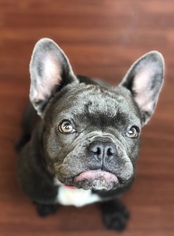 Mother of the French Bulldog puppies born on 01/10/2019