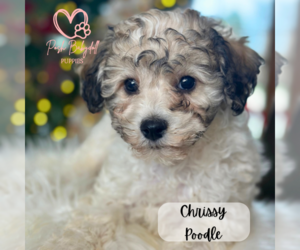 Poodle (Miniature) Puppy for Sale in ELMHURST, Illinois USA