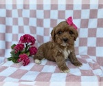 Small #3 Cavapoo (Miniature)