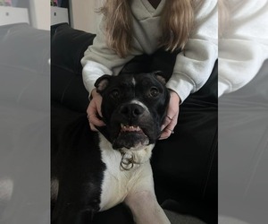 Company - Male American Pit Bull Terrier-American Staffordshire Terrier Mix Dog for Adoption - Photo #8