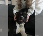 Small #7 American Pit Bull Terrier-American Staffordshire Terrier Mix