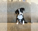 Small #2 Australian Shepherd Mix