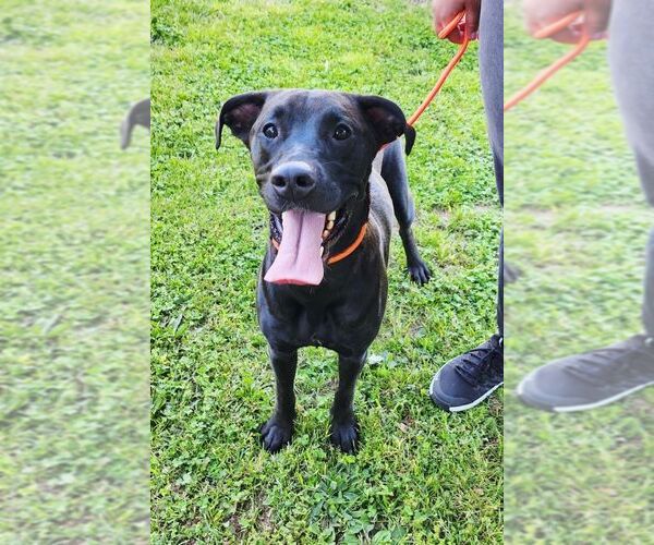 Medium Photo #5 Mutt Puppy For Sale in Perth Amboy, NJ, USA