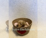 Puppy Green Dachshund