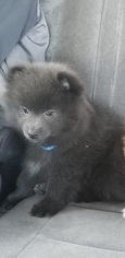 Pomeranian Puppy for sale in BRISTOL, RI, USA