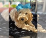 Small Photo #29 Goldendoodle mix (+ Poodle Miniature) Puppy For Sale in MENIFEE, CA, USA