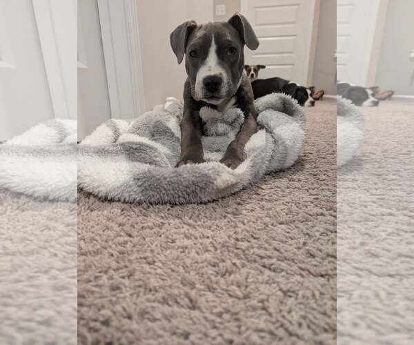 Medium Photo #2 Mutt Puppy For Sale in Greenville, SC, USA
