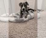 Small #1 Mutt